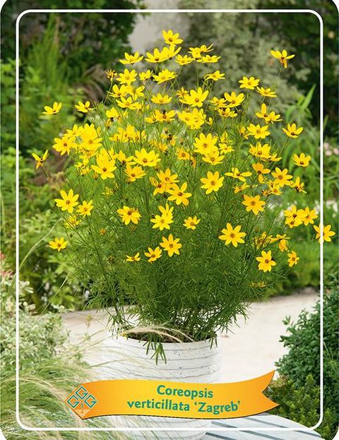 Coreopsis verticillata 'Zagreb'