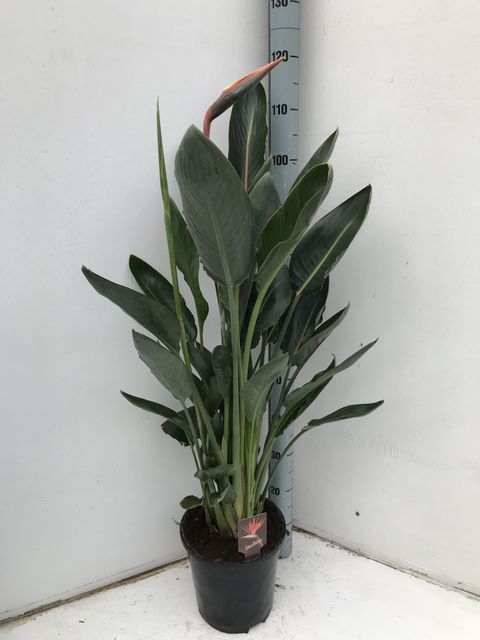 Strelitzia reginae