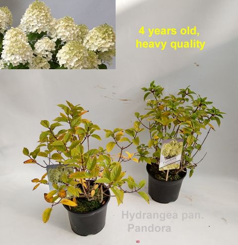 Hydrangea paniculata PANORAMA