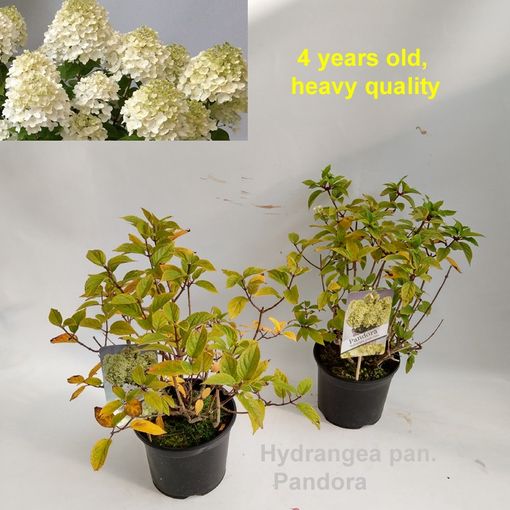 Hydrangea paniculata PANORAMA