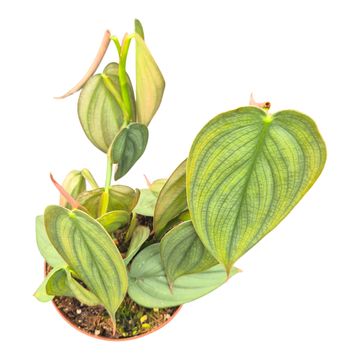 Philodendron burle-marxii 'Fantasy'