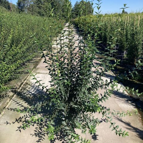 Ligustrum vulgare 'Atrovirens'