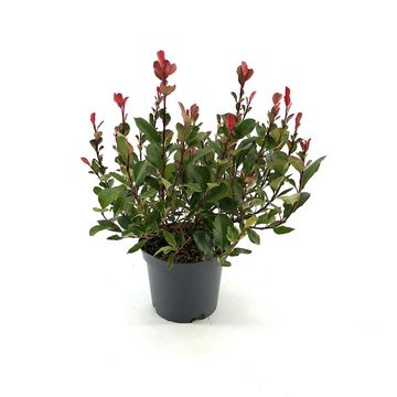 Фотиния x fraseri 'Little Fenna'