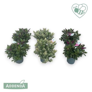 Hebe ADDENDA MIX