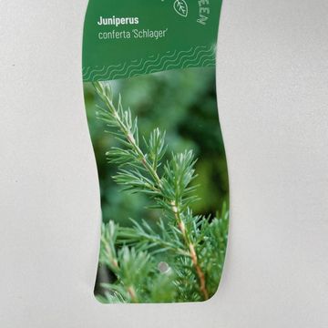 Juniperus conferta 'Schlager'