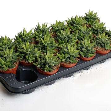 Haworthia attenuata 'Enon'