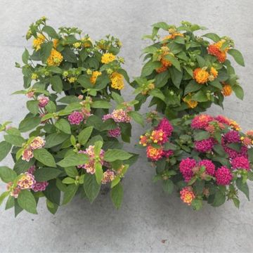 Lantana camara HAVANA MIX