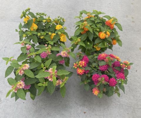 Lantana camara HAVANA MIX