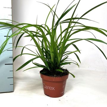 Carex morrowii 'Irish Green'