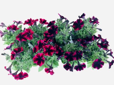 Petunia SWEETUNIA JOHNNY FLAME