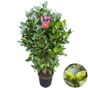 Camellia japonica 'Dr. King'