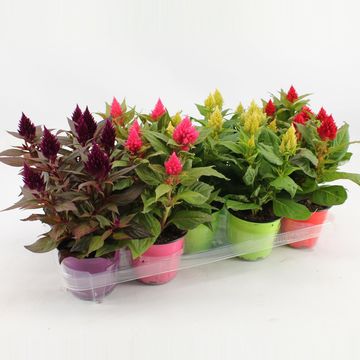 Celosia argentea KELOS FIRE MIX