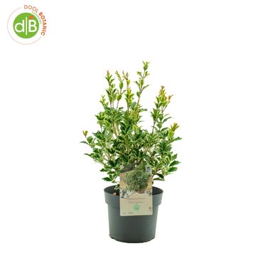 Osmanthus heterophyllus 'Variegatus'
