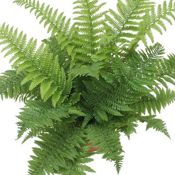Dryopteris affinis 'Crispa'