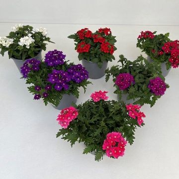 Verbena MIX