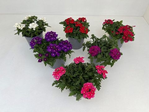 Verbena MIX