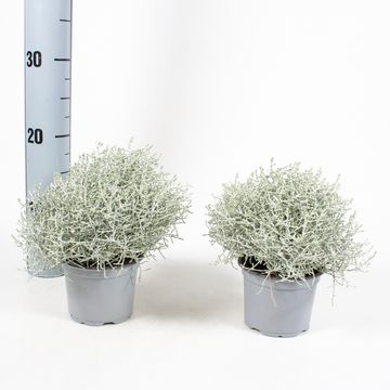 Leucophyta brownii