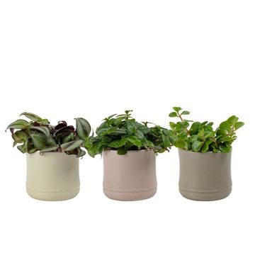 Houseplants MIX