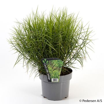 Carex berggrenii