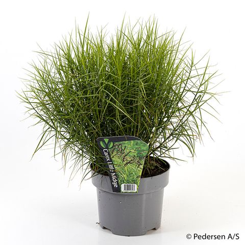 Carex berggrenii