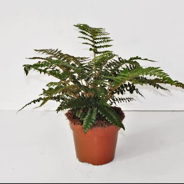 Polystichum polyblepharum