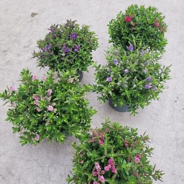 Hebe ALL BLOOMS MIX
