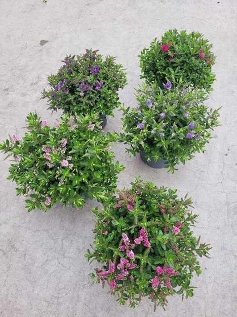Hebe ALL BLOOMS MIX
