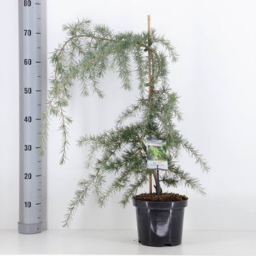 Cedrus deodara 'Pendula'