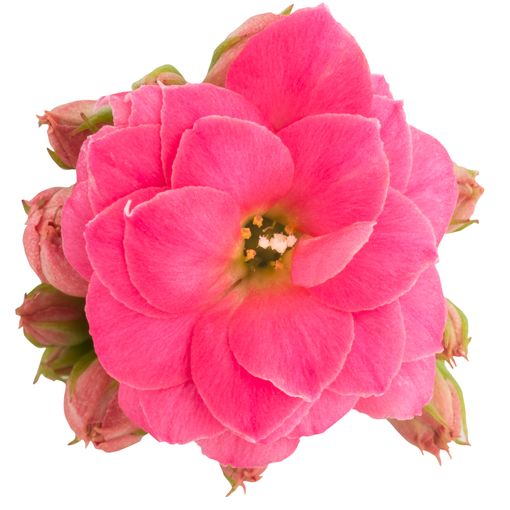 Kalanchoe blossfeldiana ROSE FLOWERS BARBARA (Queen - Knud Jepsen a/s)