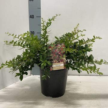 Berberis x media 'Parkjuweel'