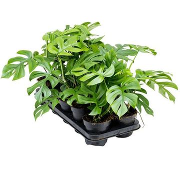 Monstera deliciosa 'Little Sister'