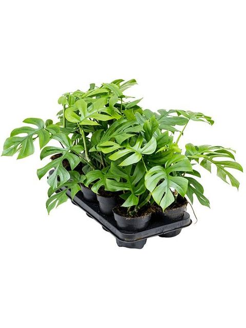 Monstera deliciosa 'Little Sister'