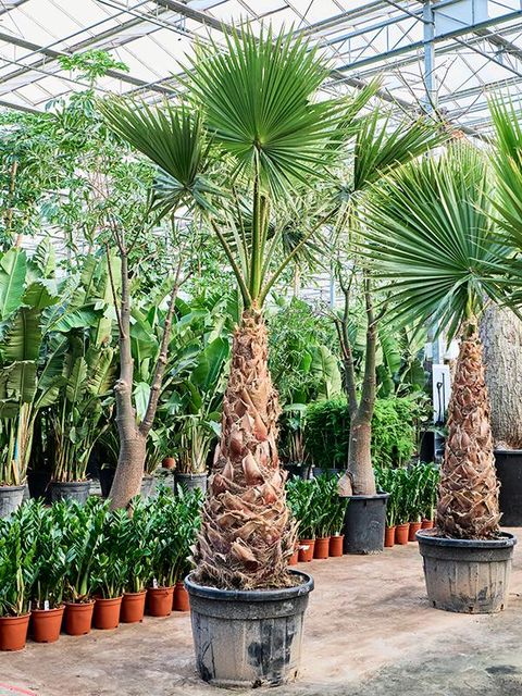 Washingtonia robusta