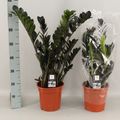 Zamioculcas zamiifolia RAVEN
