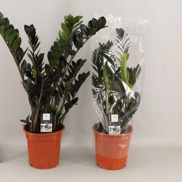 Zamioculcas zamiifolia RAVEN