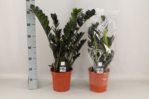 Zamioculcas zamiifolia RAVEN