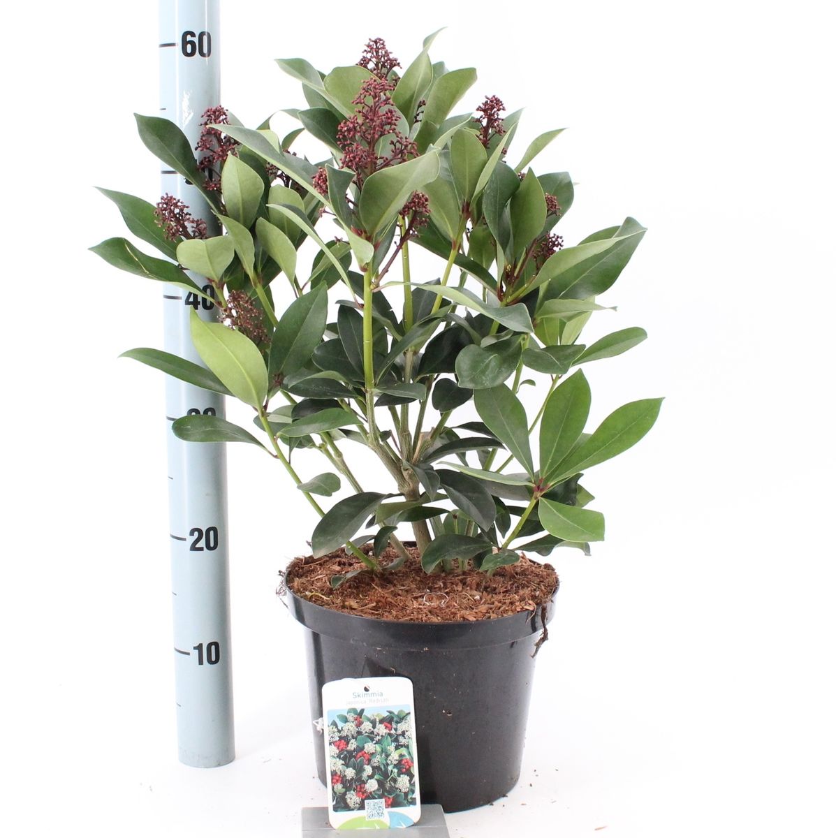 Skimmia japonica 'Redruth' — Plant Wholesale FlorAccess