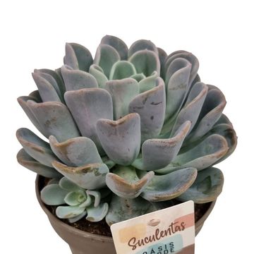 Echeveria 'Orpet'