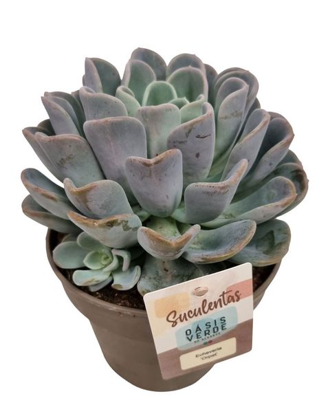 Echeveria 'Orpet'