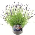 Lavandula angustifolia 'Essence Purple'