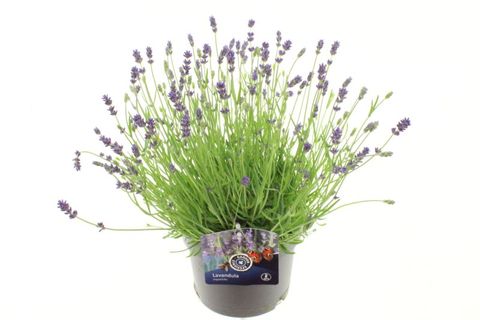 Lavandula angustifolia 'Essence Purple'