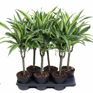 Dracaena fragrans 'Lemon Lime'