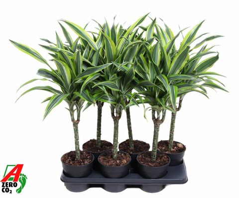 Dracaena fragrans 'Лемон Лайм'