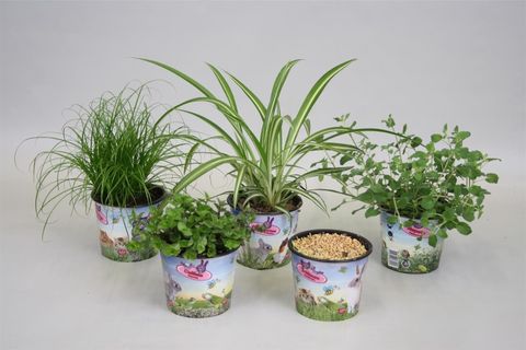 Plantes d'interieur PET MIX — Grossiste en Plantes FlorAccess