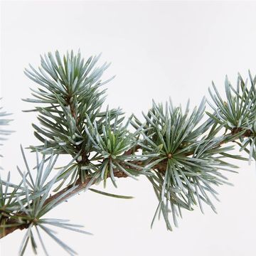 Cedrus libani 'Glauca'