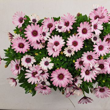 Osteospermum SEÑORITA QUINTY