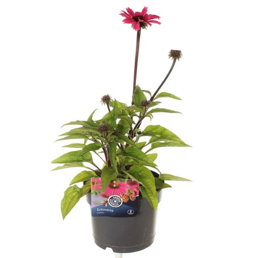 Echinacea purpurea