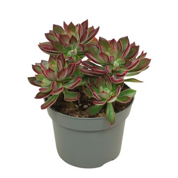 Echeveria pulvinata DEVOTION