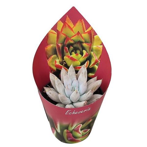 Echeveria tolimanensis