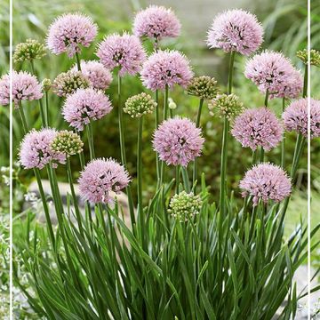 Allium senescens 'Lisa Green'